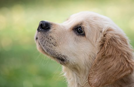 חוקים ותקנות שבעלי כלבים חייבים להכיר